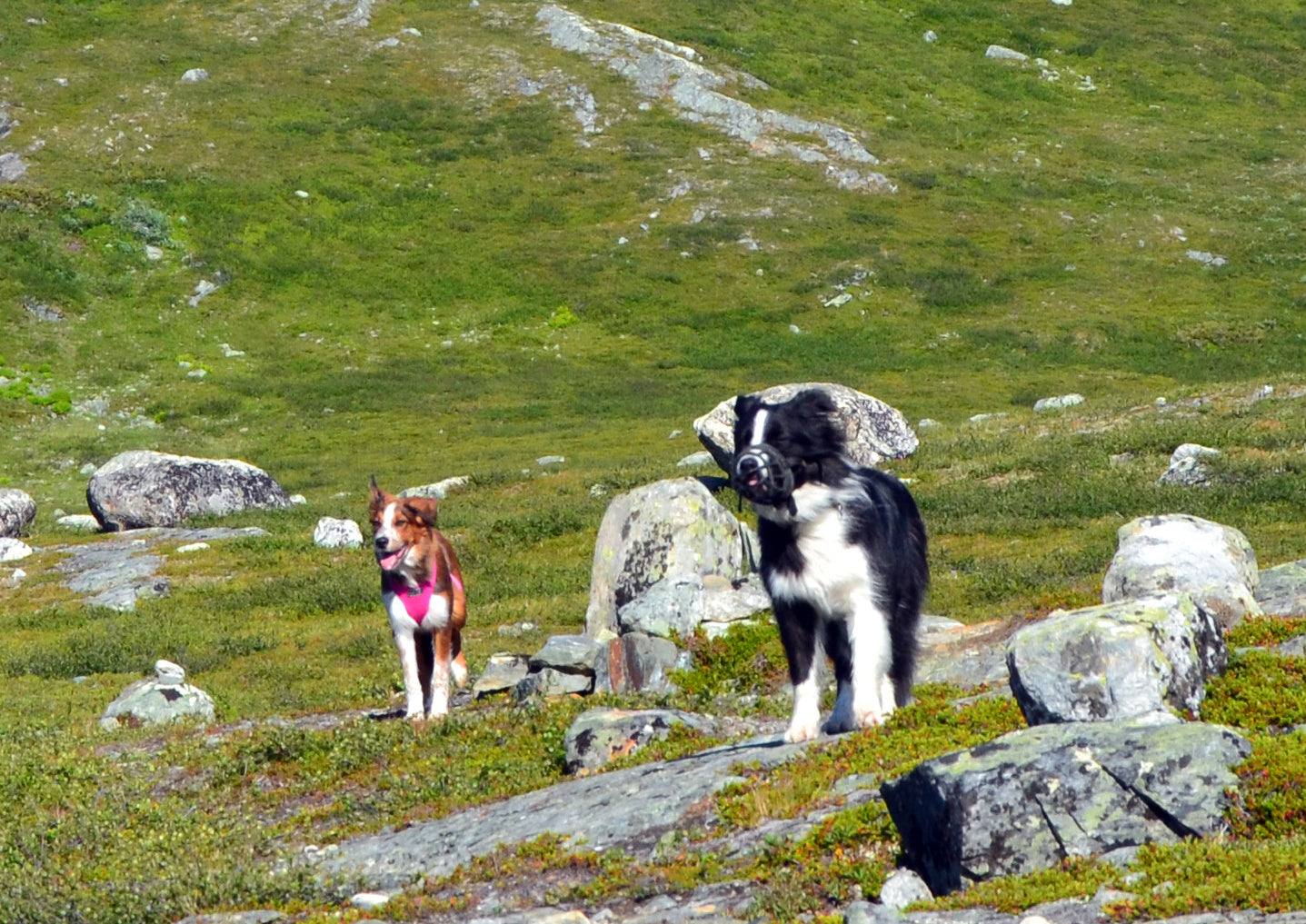 Kun koira ei hyväksy uutta pentua