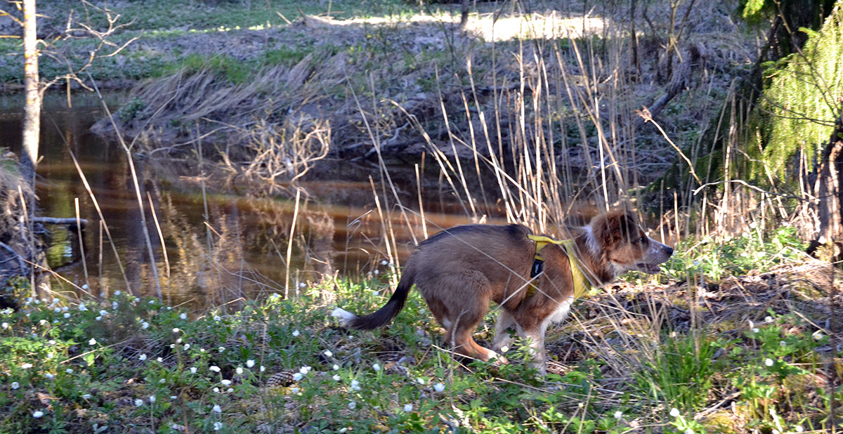Voiko pentua treenata liikaa?
