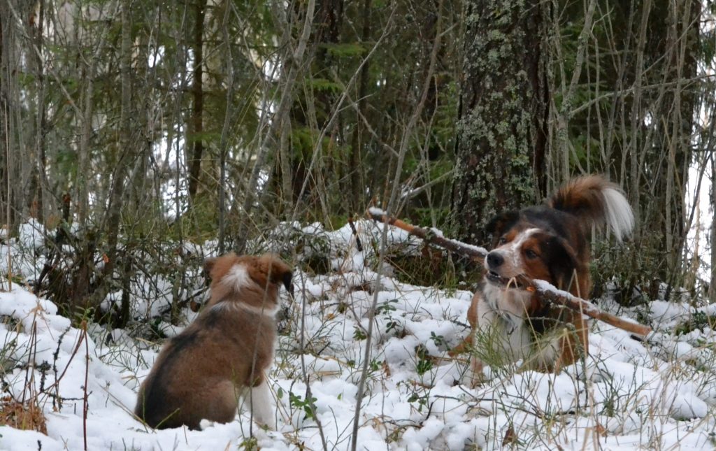 Käytännön esimerkki – miten Premackin periaate toimii?