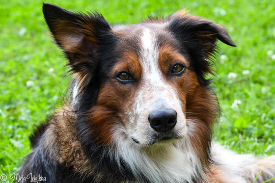 Agilityunelman loppu