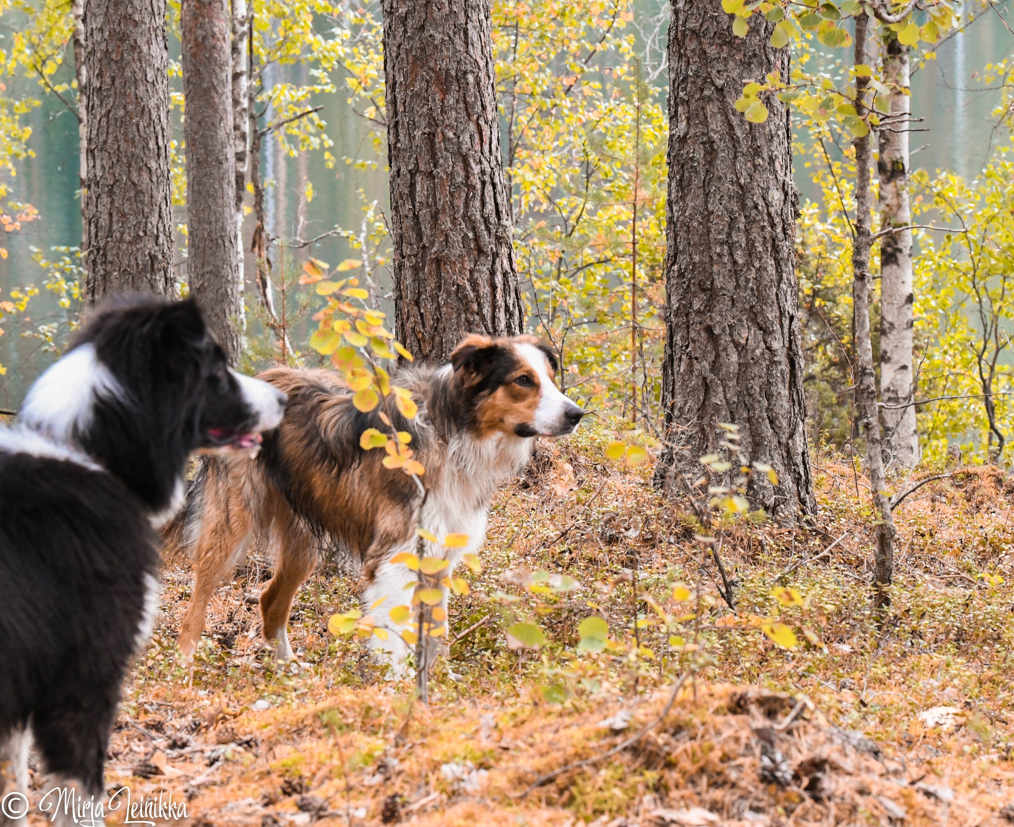 Liesjärven lenkki ja Iso-Melkuttimen kierto
