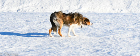 Liikehäiriötreenejä