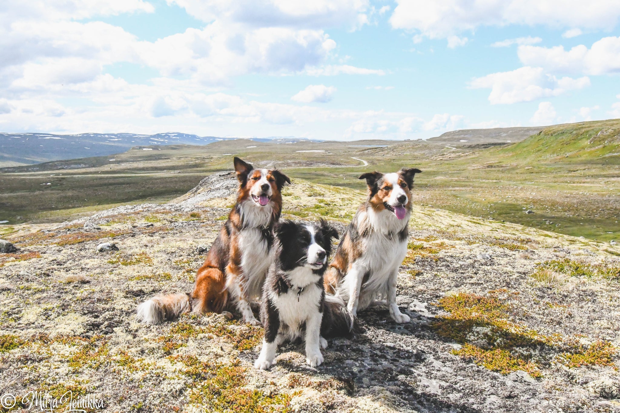 Hardangervidda - Euroopan suurin tunturiylänkö