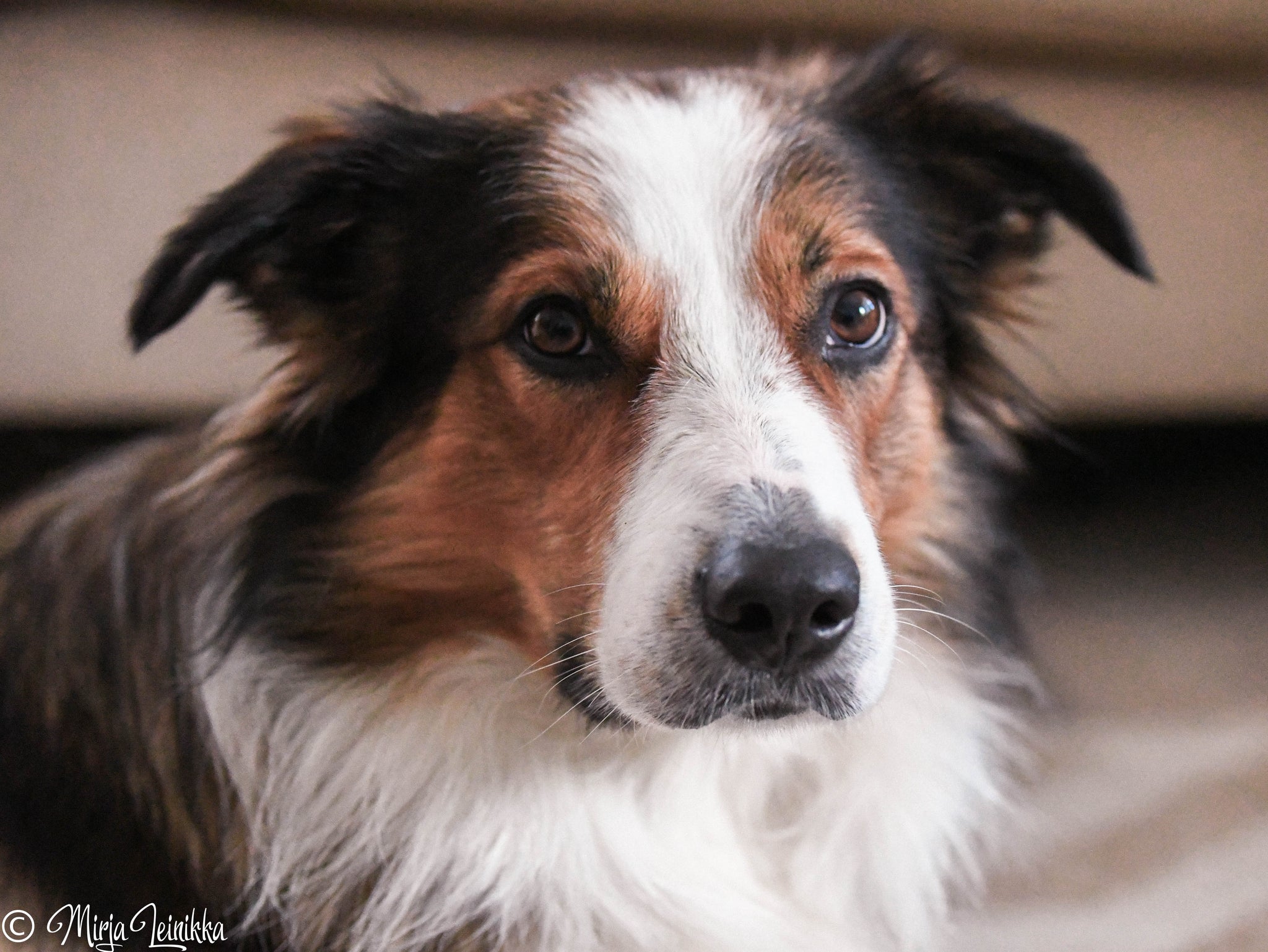 Velpurin agilityuran startti