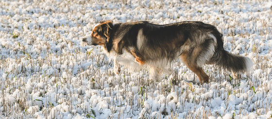 Häiriöharjoittelun anatomiaa
