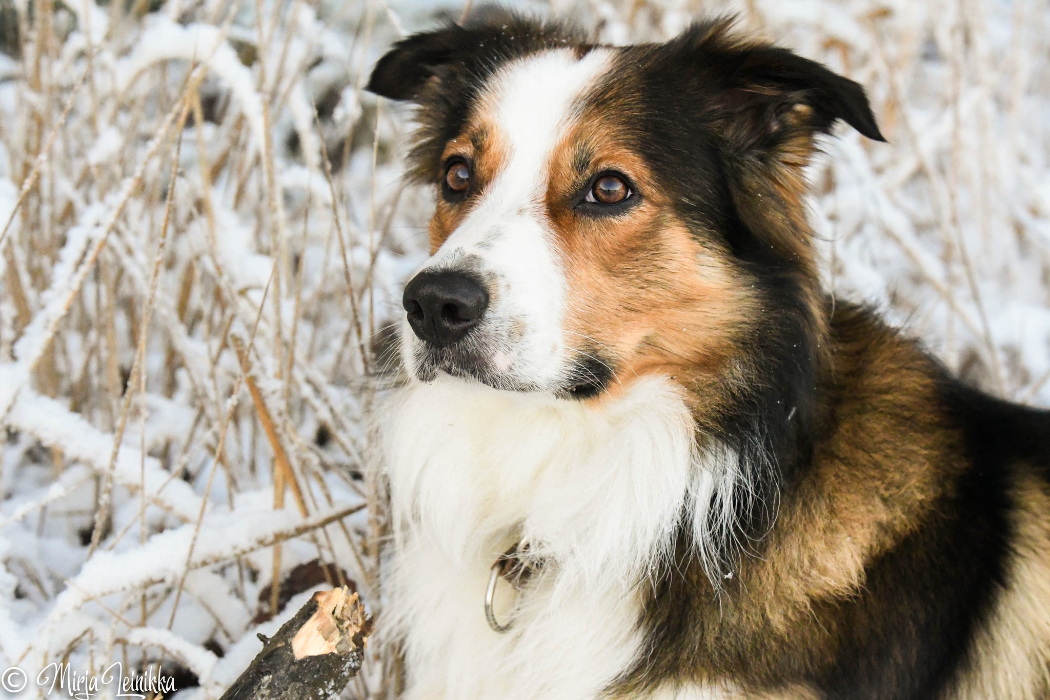 Veli mukaan Handling 360 & Agility Nation ohjelmiin