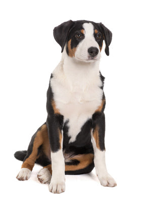 Kieltämättä hyväkäytöksisiä koiria