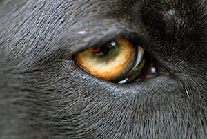 Mikä on tärkein vahviste eläinten elämässä?