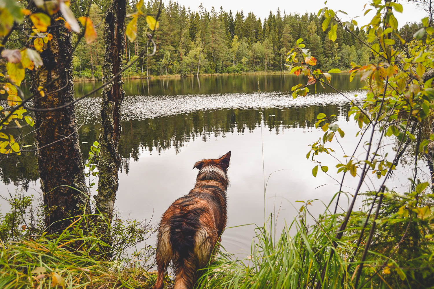 Majavien mailla – Evo