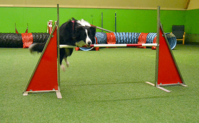 Agility – lempiharrastus!