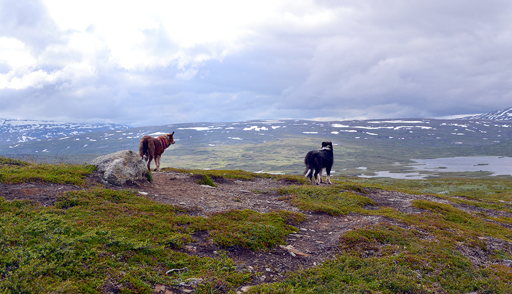 Karavaanarikoirien matkassa