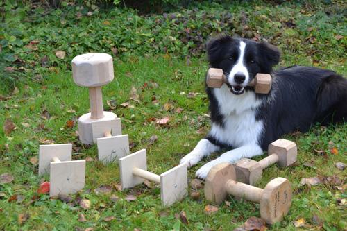 Koiran vire ja vireenhallinta