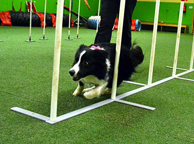 Mitä teen kun koira tekee virheen?