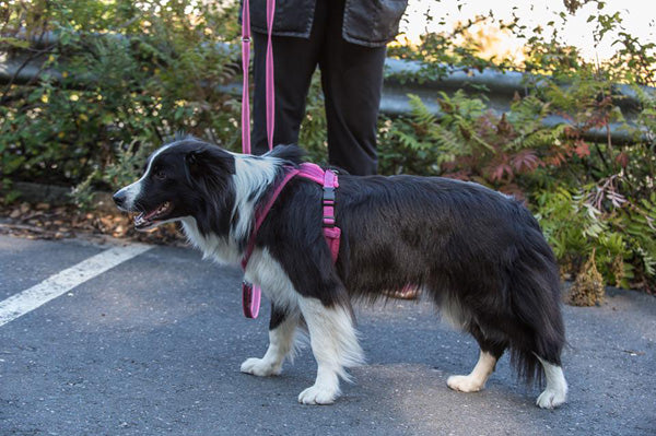 Tellington touch – hyötyä vai hömppää?