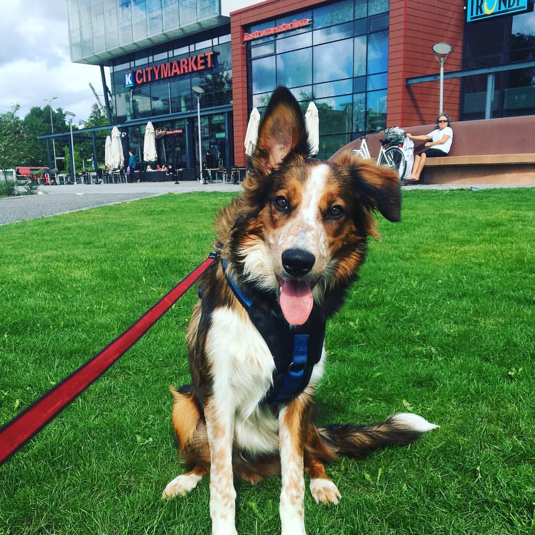 Virheettömän oppimisen polulla