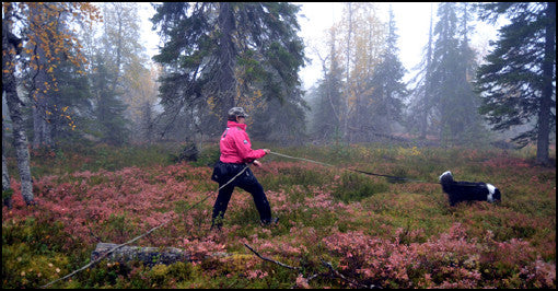 Tunnistusjäljestys – ovi koiran hajuaistin ihmeelliseen maailmaan!