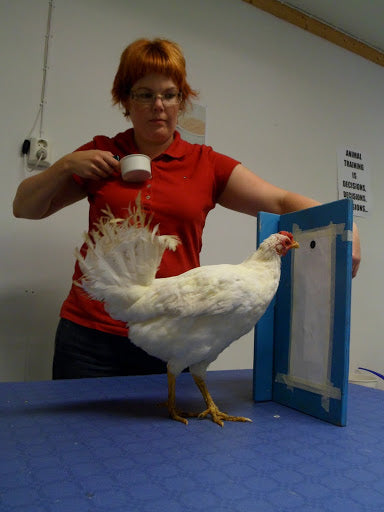 Teoriaa vai käytäntöä?