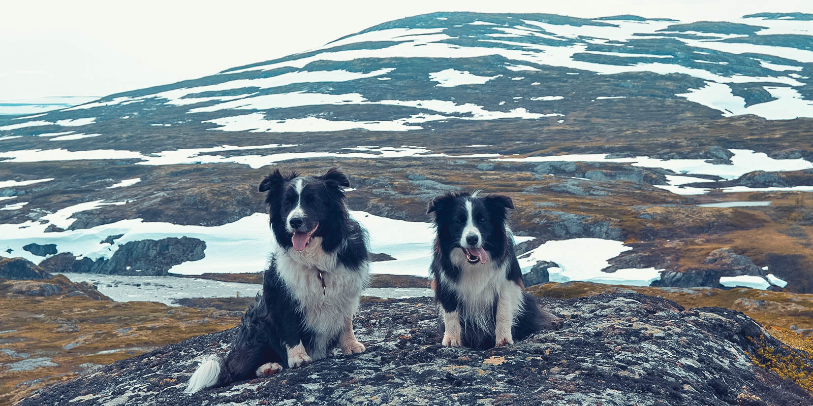 Lomaseikkailu koirien kanssa