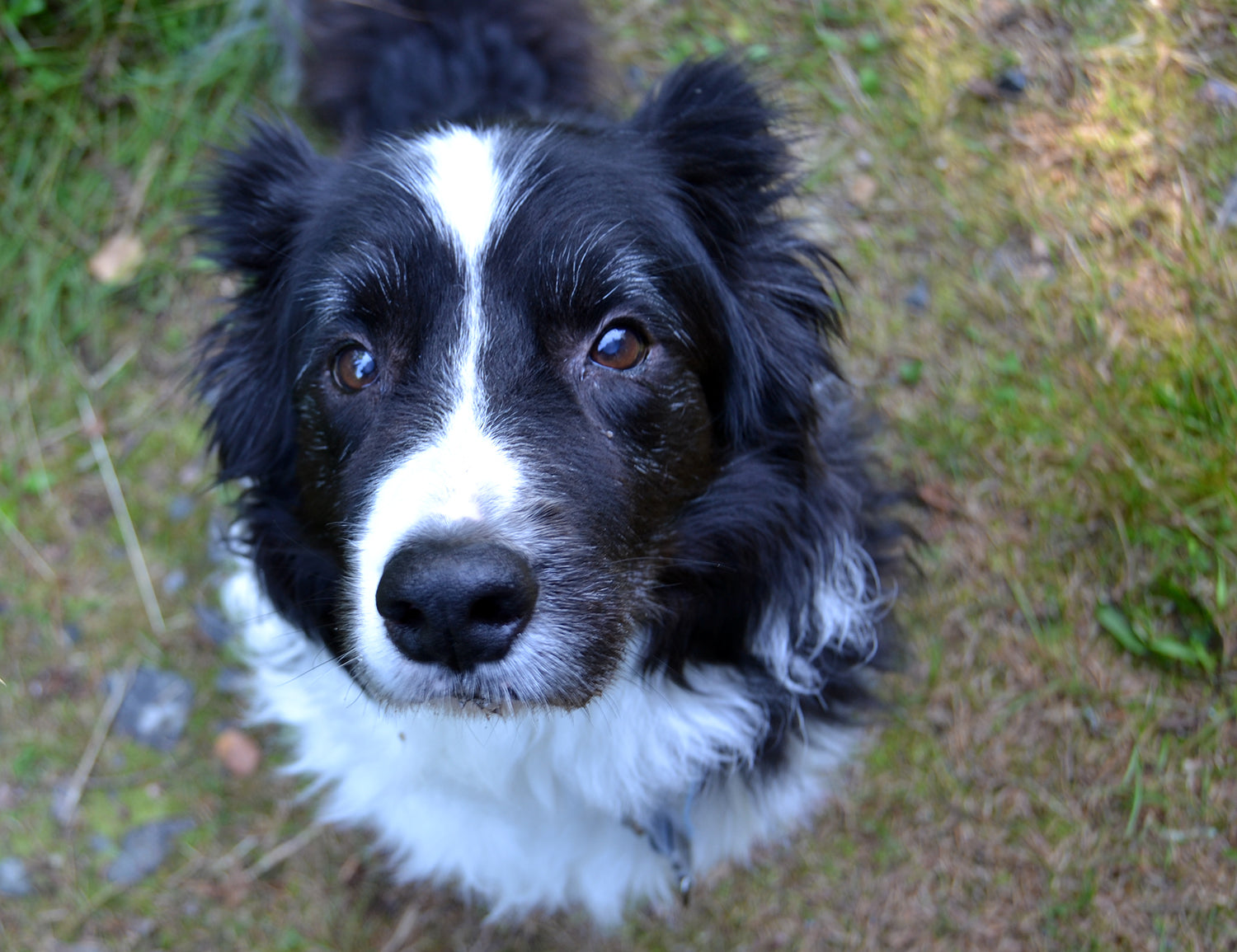 Seniorikoirien aktivointia!