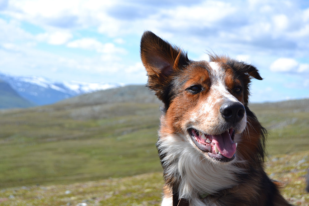 Keppien kantamisesta esine-etsintään