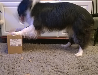 Pakkaspäivien virikevinkit