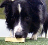 Tunnari eli tunnistusnouto hajuerotteluna