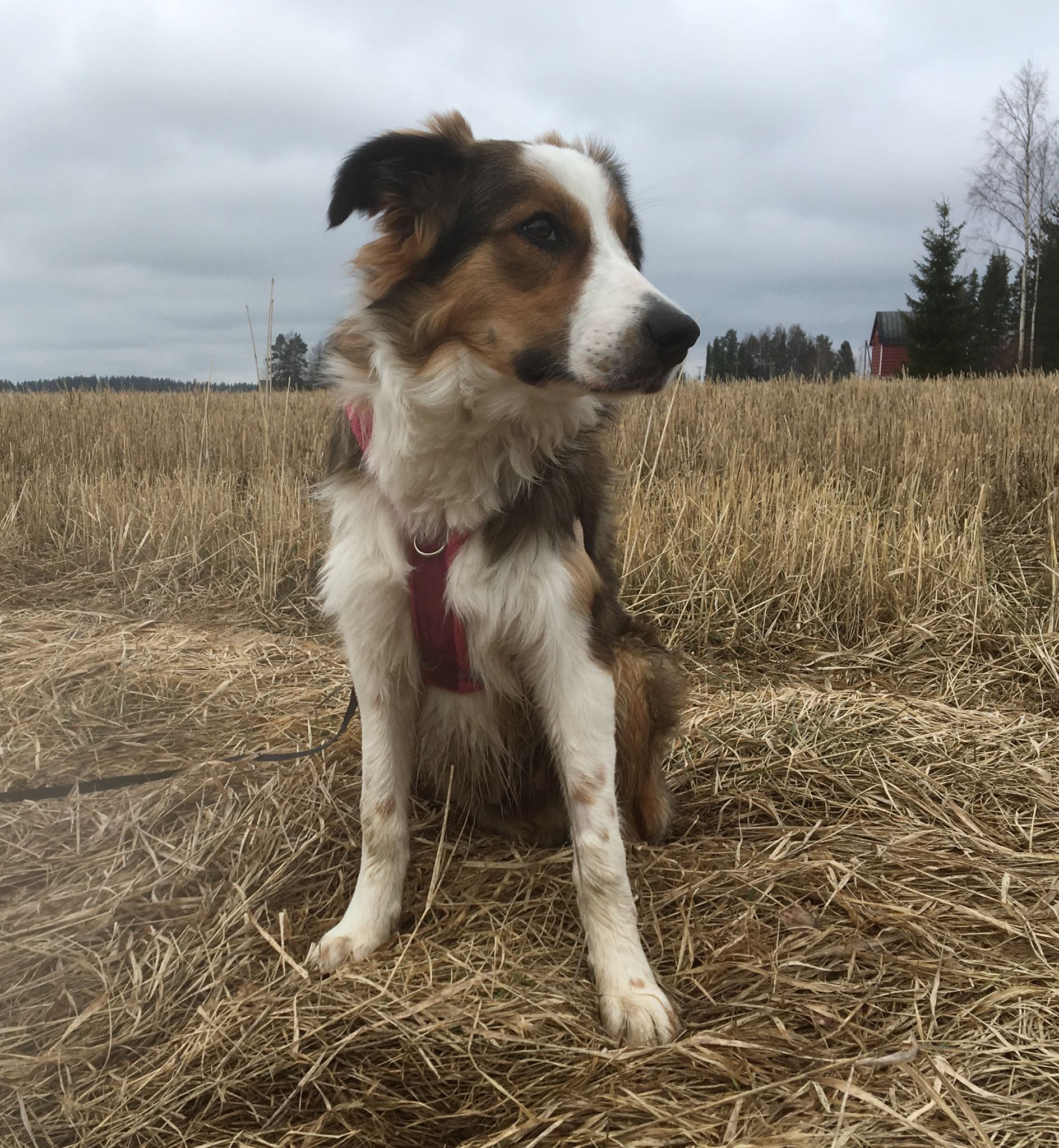 Läpäisty pääsykoe