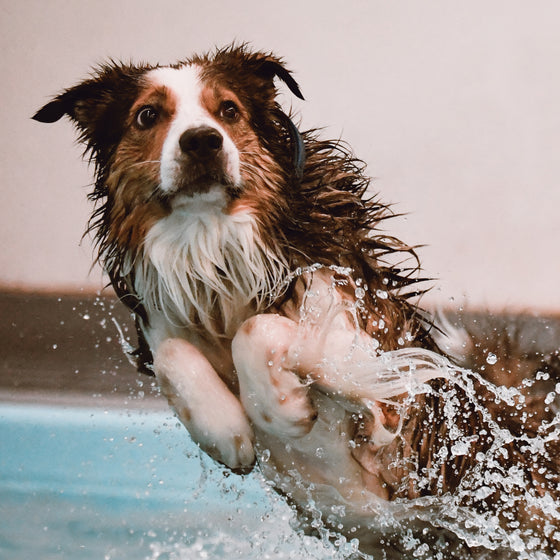 Urheilukoiran fyysinen harjoittelu